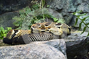 Timber Rattlesnake