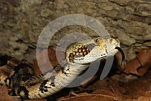 Timber rattlesnake photo