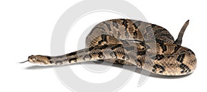 Timber rattlesnake photo