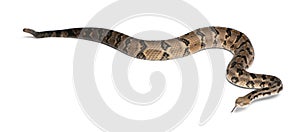 Timber rattlesnake