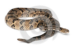 Timber rattlesnake