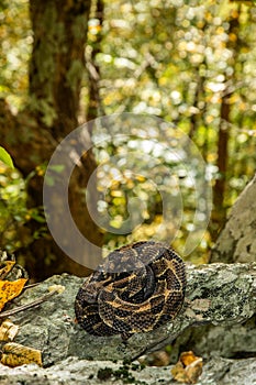 Timber rattlesnake basking on a ledge
