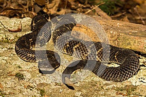 Timber Rattlesnake