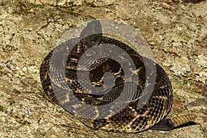 Timber Rattlesnake