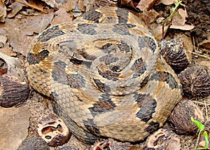 Timber Rattlesnake, Crotalus horridus photo