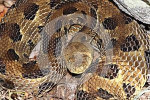 Timber Rattlesnake (Crotalus horridus)