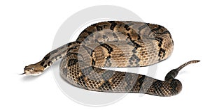 Timber rattlesnake - Crotalus horridus atricaudatus, poisonous photo