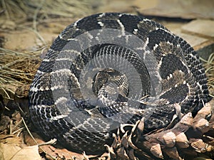 Timber Rattlesnake