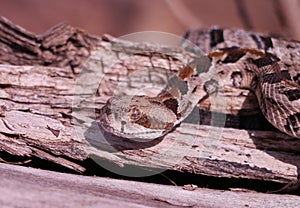 Timber Rattlesnake