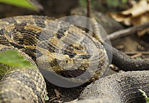 Timber Rattlesnake photo