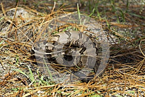 A timber rattlesnake posed to strike