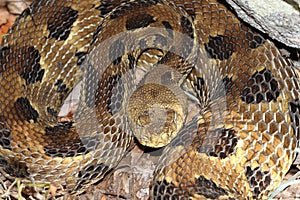 Timber Rattlesnake (Crotalus horridus) photo