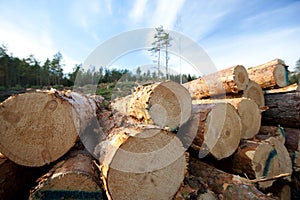 Timber resources