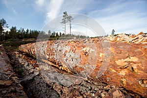 Timber resources