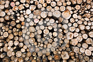 Timber resources