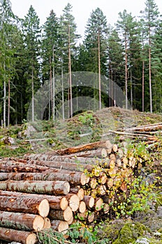 Timber stack by a clear cut forest area in fall season