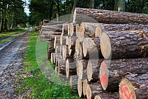 Timber Stacked logs in the forest