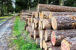 Timber Stacked logs in the forest