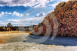 Timber stacked at lumber mill