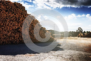 Timber stacked at lumber mill