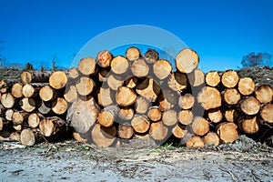 Timber stacks at Bonny Glen in County Donegal - Ireland