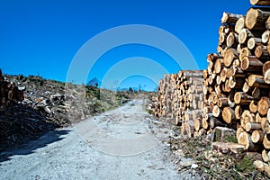 Timber stacks at Bonny Glen in County Donegal - Ireland