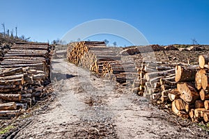 Timber stacks at Bonny Glen in County Donegal - Ireland