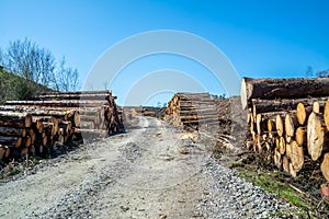 Timber stacks at Bonny Glen in County Donegal - Ireland