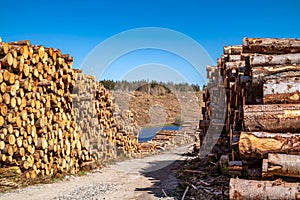 Timber stacks at Bonny Glen in County Donegal - Ireland