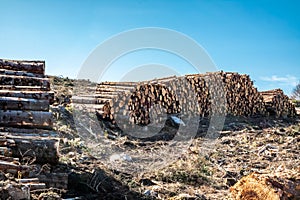 Timber stacks at Bonny Glen in County Donegal - Ireland