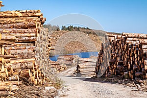 Timber stacks at Bonny Glen in County Donegal - Ireland