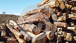 Timber stacks at Bonny Glen in County Donegal - Ireland