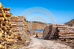 Timber stacks at Bonny Glen in County Donegal - Ireland