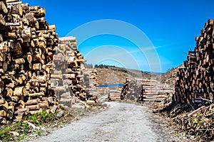 Timber stacks at Bonny Glen in County Donegal - Ireland