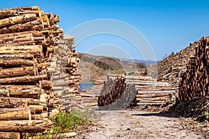 Timber stacks at Bonny Glen in County Donegal - Ireland