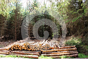 Timber stacks