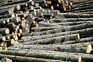 Timber stock
