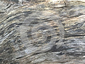 Timber texture 03