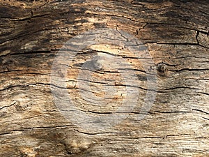 Timber texture 04