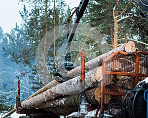 Timber truck just finished loading