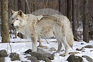 Timber Wolf