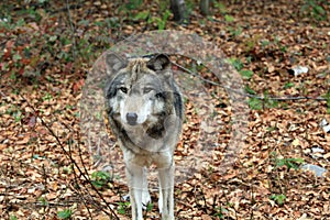 Timber wolf