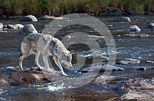 Timber wolf photo