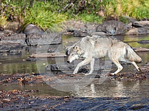 Timber wolf