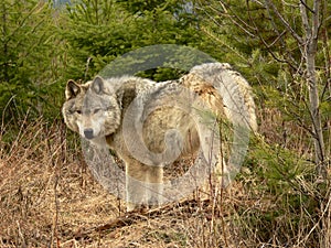 Timber Wolf