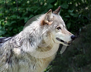 Timber Wolf