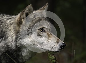 Timber Wolf also known as a Gray Wolf or Grey Wolf Portrait
