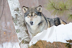 Timber wolf in aspen tress photo