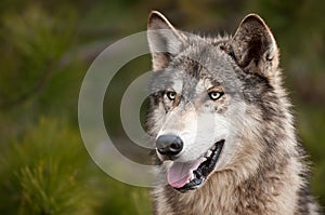 Timber Wolf (Canis lupus)
