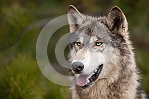 Timber Wolf (Canis lupus)